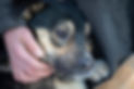 vecteezy_the-hand-strokes-the-dog-with-sad-eyes_15936153.jpg
