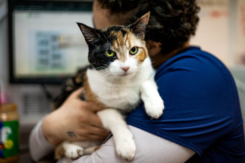  - Kitty Clinic of Clinton Township