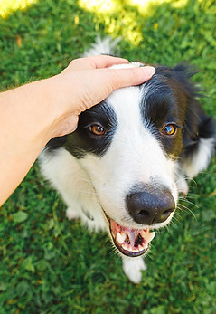 Bark to Basics, Dog Training Classes, Animal Activity Center, Clinton Township