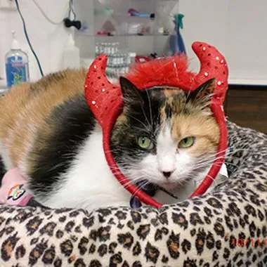  - Kitty Clinic of Clinton Township
