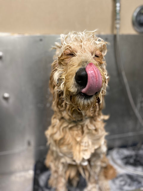 Animal Activity Center, Inc. Grooming