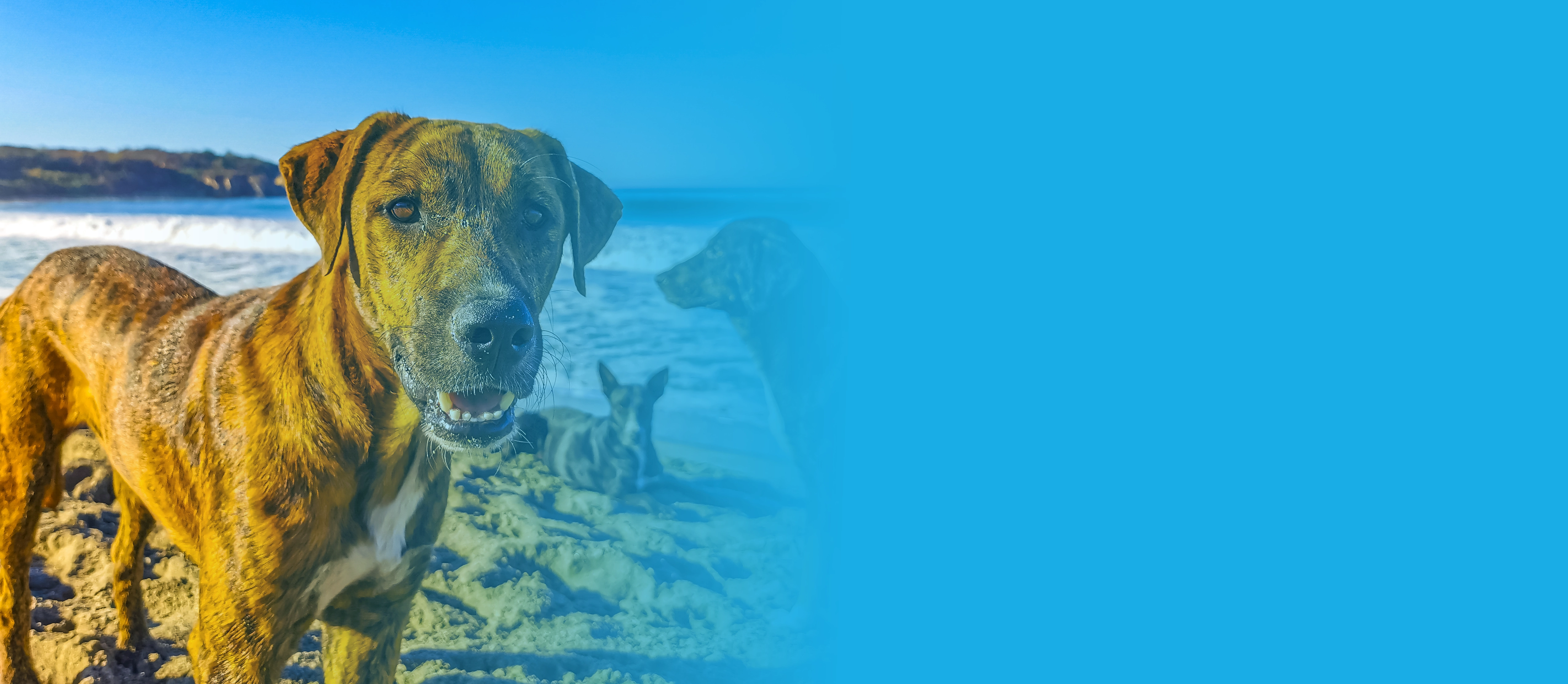 Lakeside Pet Resort Daycare