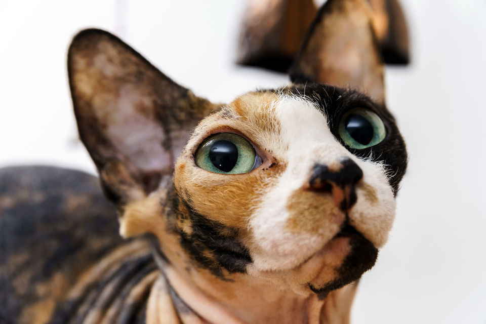  - Kitty Clinic of Clinton Township