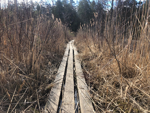 Järndammen - Gräskärret - Järndammen