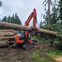 urban logging.jpg