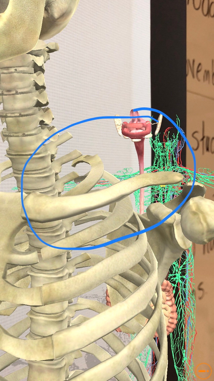 AR Scavenger Hunt 4D Anatomy app #31DaysofARVRinEDU