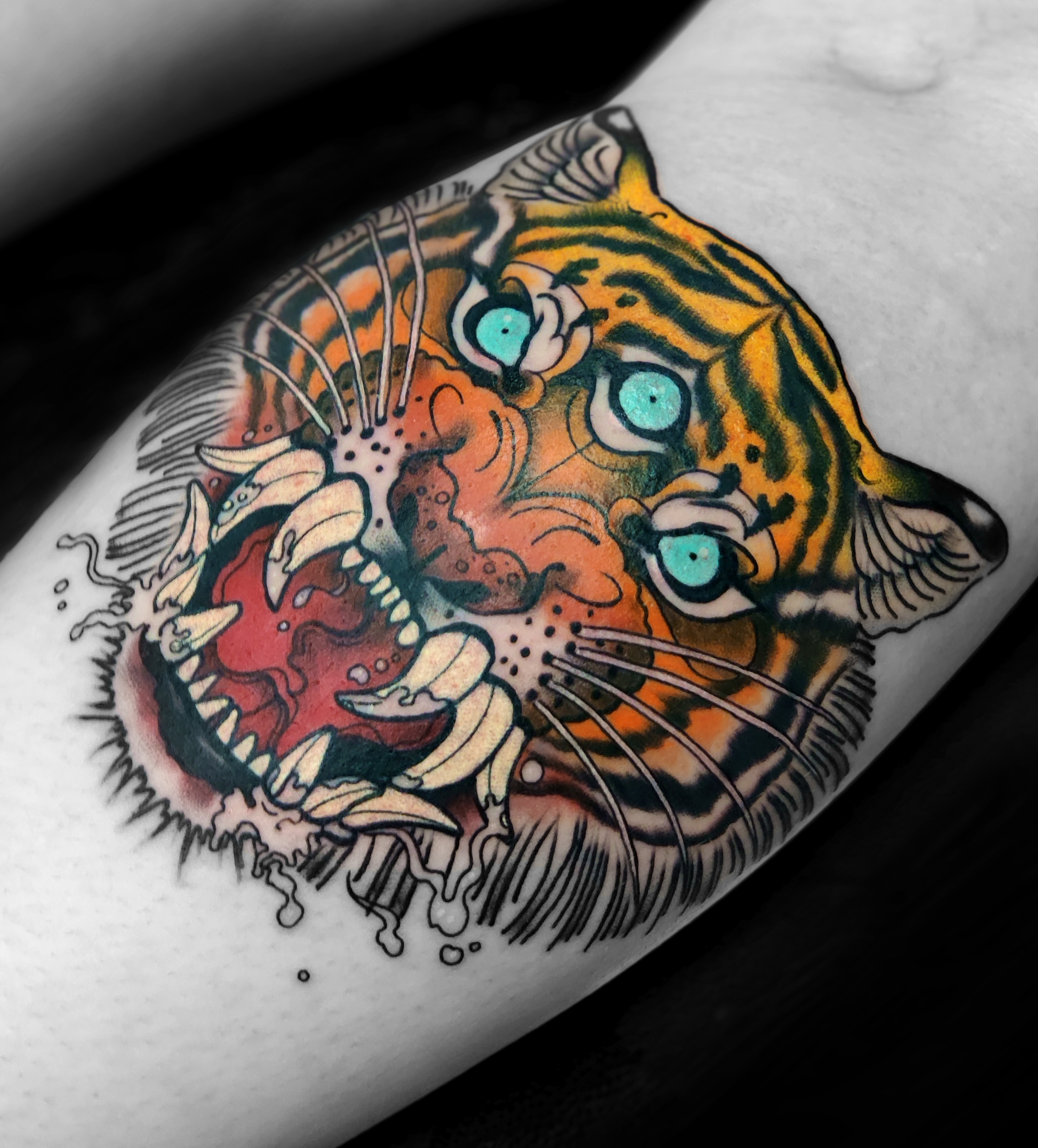 tiger