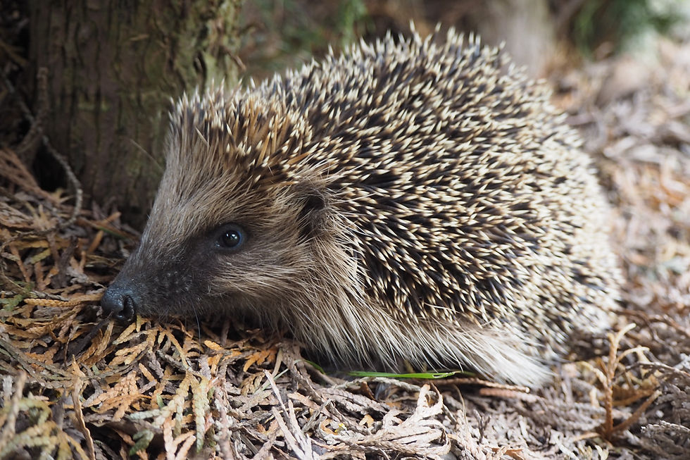 Besuch Igelzentrum Zürich