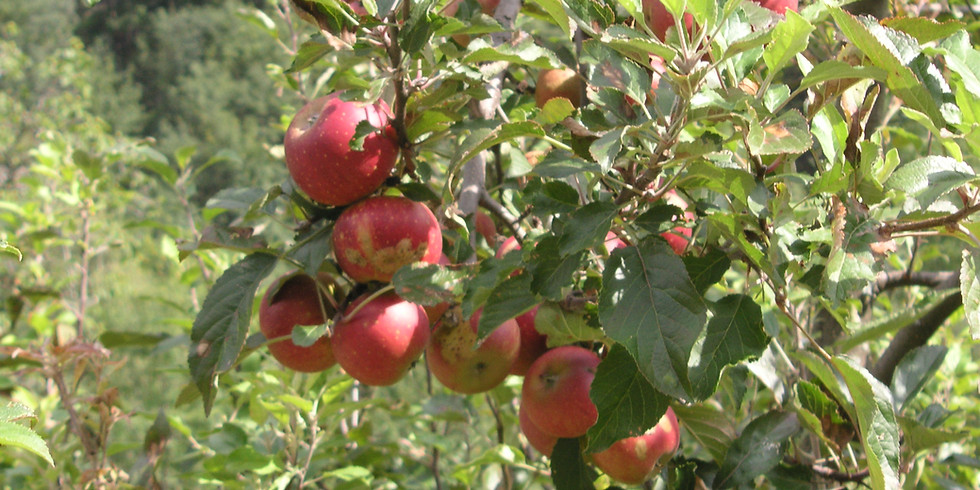 Obstgarten im Hirzel