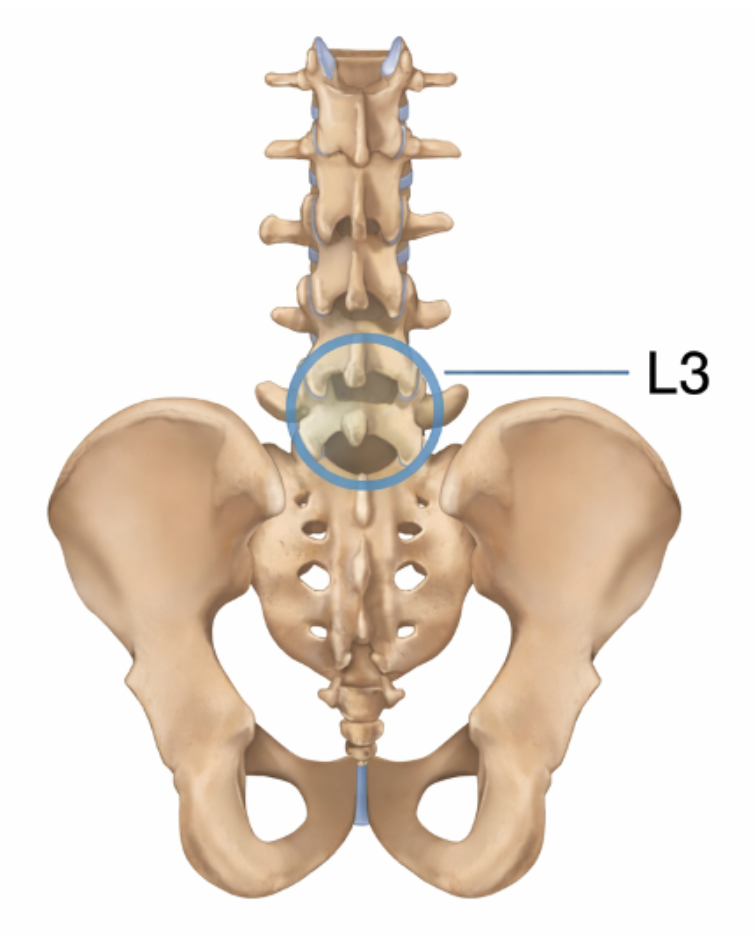 Figure 3: Anatomy of the lumbar spine (Image created with the help of ChatGPT).