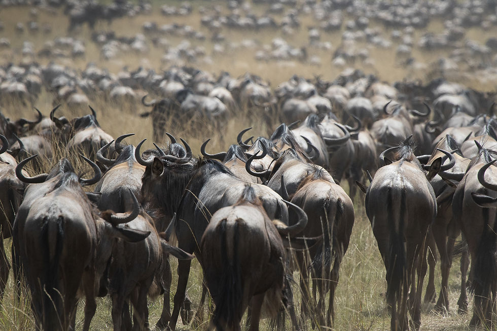 The walk to the river