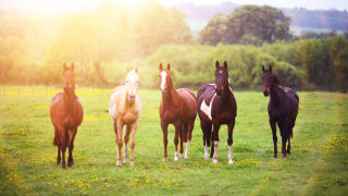 Team_of_horses-451870861