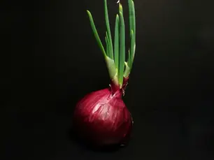 Don't feed human food to wild animals or your pets!