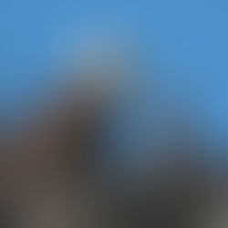 A 10% Chance of Survival for Eagle Fledglings 