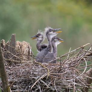 Clearing Land During Nesting Season Can Hurt Wildlife
