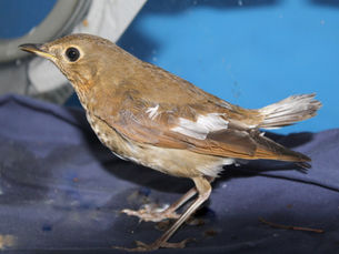 The Miracle of Migration