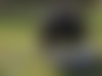 Some basic rules help protect black bears