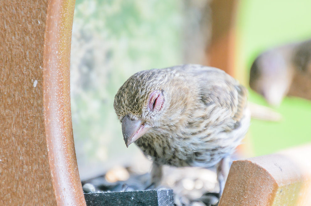 Help prevent disease keep backyard bird feeders clean