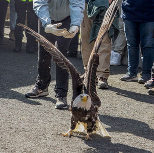 Eagle release was a great success!