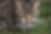 Cute and furry but deadly predators – outdoor cats.