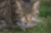  Cute and furry but deadly predators – outdoor cats.