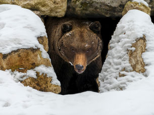 How do wild animals survive in winter? 