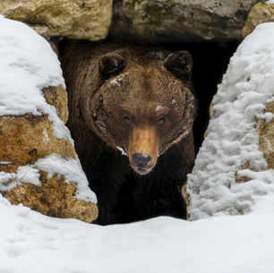 How do wild animals survive in winter? 