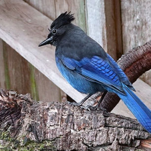 Missing a stellar bird, Nugget, our Steller's Jay.