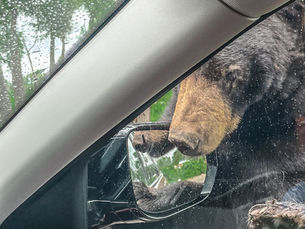 How Bear Aware Are You?