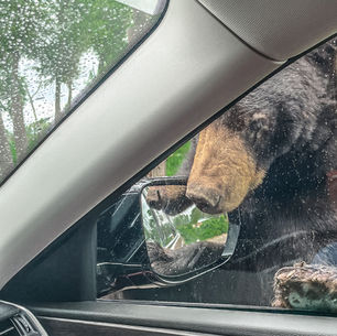 How Bear Aware Are You?