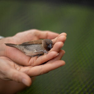 Helping wildlife that needs assistance