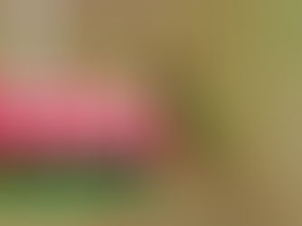 Helping our feathered friends in the winter 