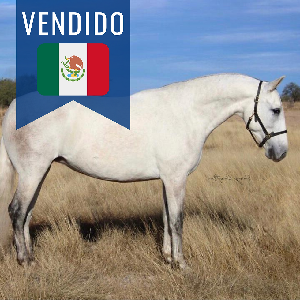 Andalusian Mare RS