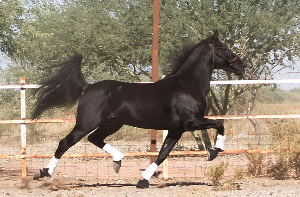 Thumbnail: Novello HC