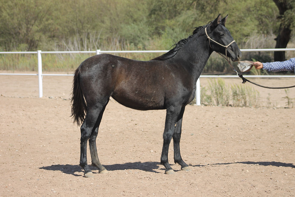 Miniatura: Camila HC