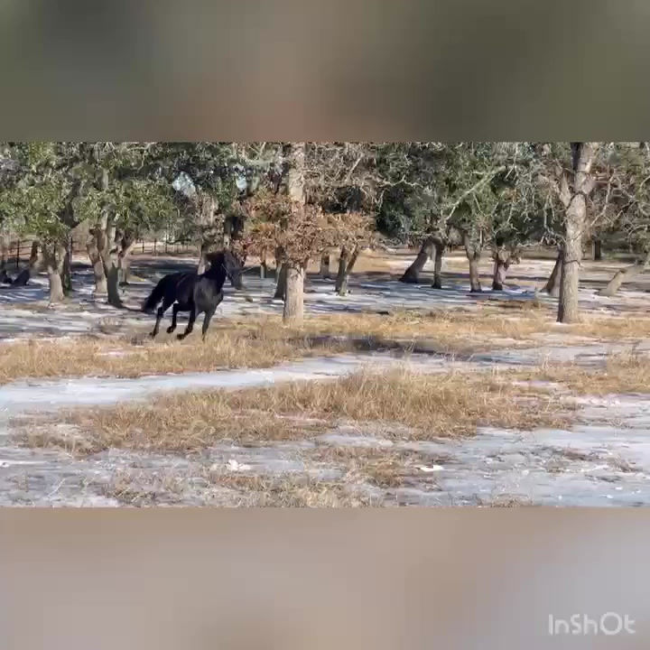 Thumbnail: Novello HC