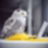 iqmbd3_snowy_owl_working_on_a_laptop_in_Dubai_yellow_grey_white_9ff77b78-8d1c-45d1-ae7c-ad