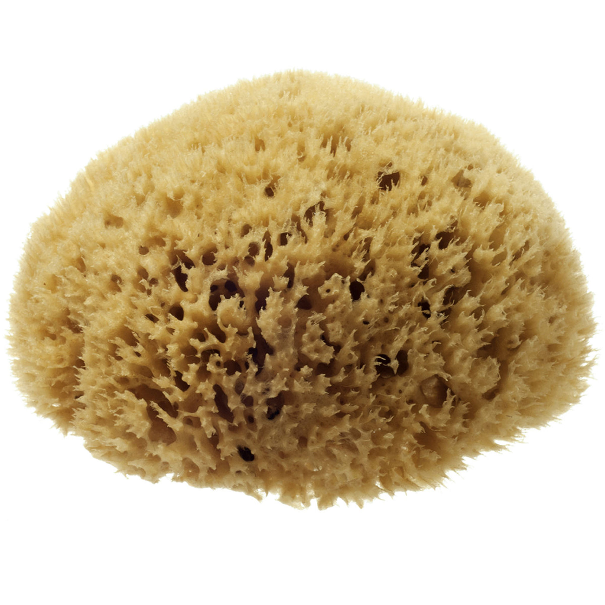 honey comb Sea Sponge . hydrea