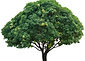 Isolated Single Mango Tree On White With