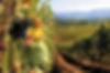 Vald_grape2.jpg