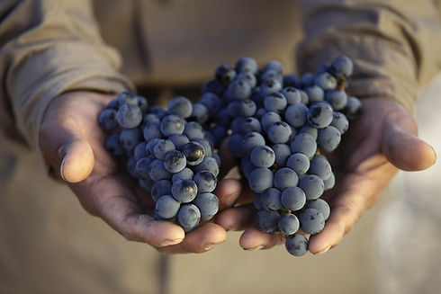 grapes in hand.jpg