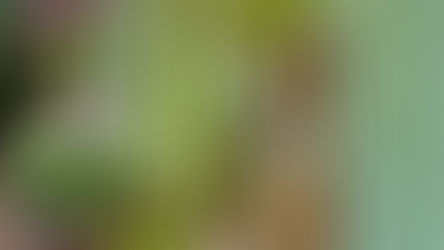 Über alte Lehmhäuser und andere Geschichten aus dem Banat