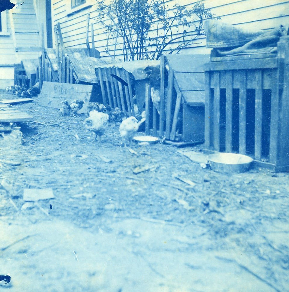 Farm yard and poultry
