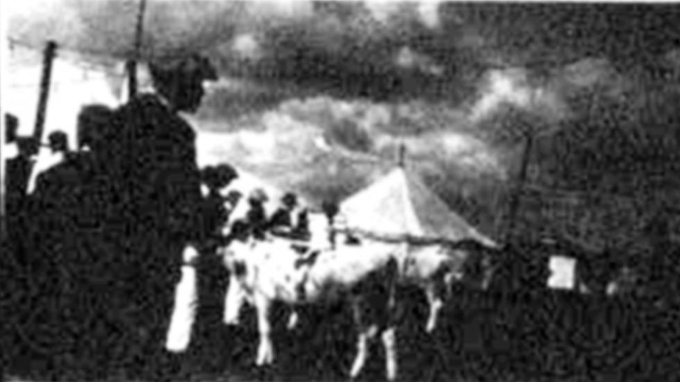 Cattle show, Acton Fair