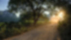 ws_Mountains_Tree_Plants_Sun_Path_1920x1