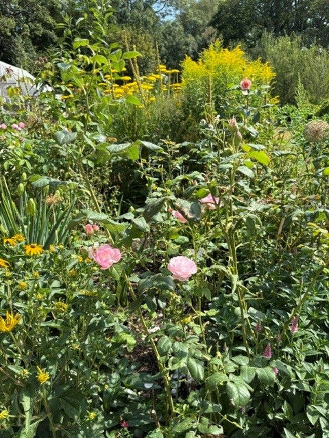 Simin garden hi res 2.jpg