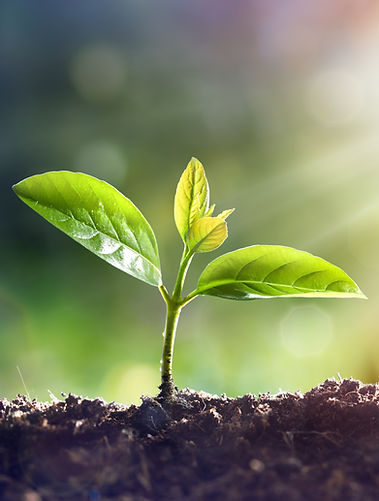 seedling cropped.jpg