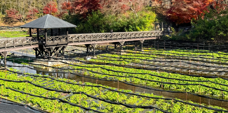Daio Wasabi Farm