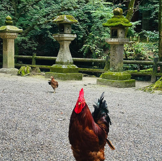 Japan's Kumano Kodo Hiking Tour