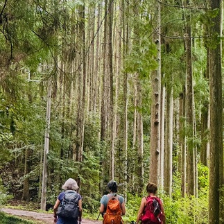 Japan's Kumano Kodo Hiking Tour